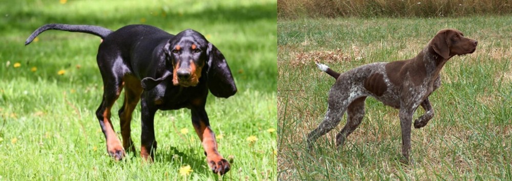 Braque Francais vs Black and Tan Coonhound - Breed Comparison