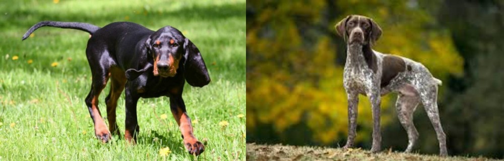 Braque Francais (Gascogne Type) vs Black and Tan Coonhound - Breed Comparison