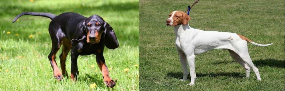Braque Saint-Germain vs Black and Tan Coonhound - Breed Comparison