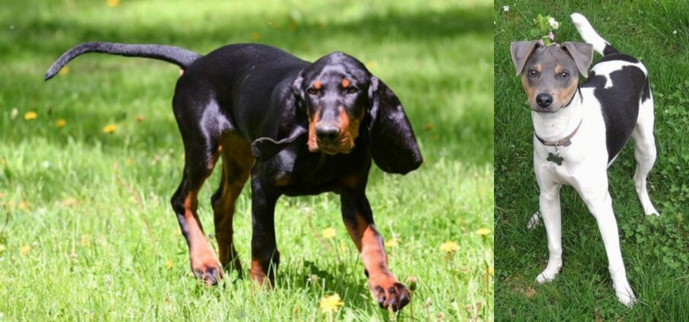 Brazilian Terrier vs Black and Tan Coonhound - Breed Comparison