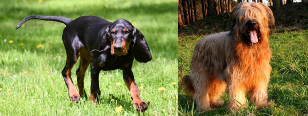 Briard vs Black and Tan Coonhound - Breed Comparison