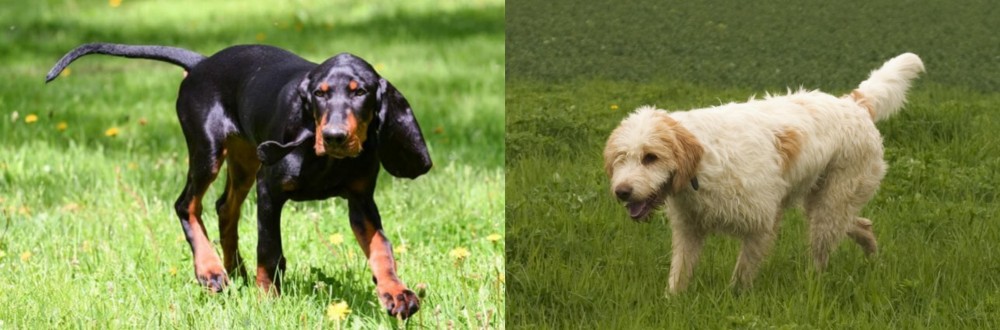 Briquet Griffon Vendeen vs Black and Tan Coonhound - Breed Comparison