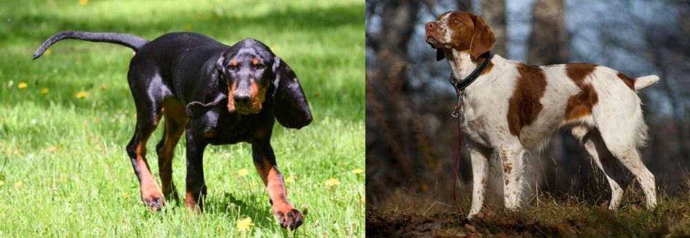 Brittany vs Black and Tan Coonhound - Breed Comparison
