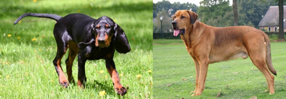 Broholmer vs Black and Tan Coonhound - Breed Comparison
