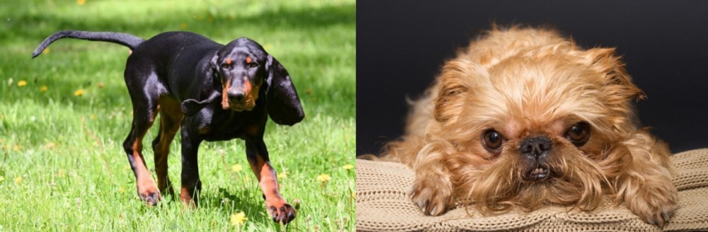 Brug vs Black and Tan Coonhound - Breed Comparison