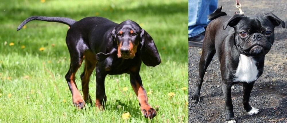 Bugg vs Black and Tan Coonhound - Breed Comparison