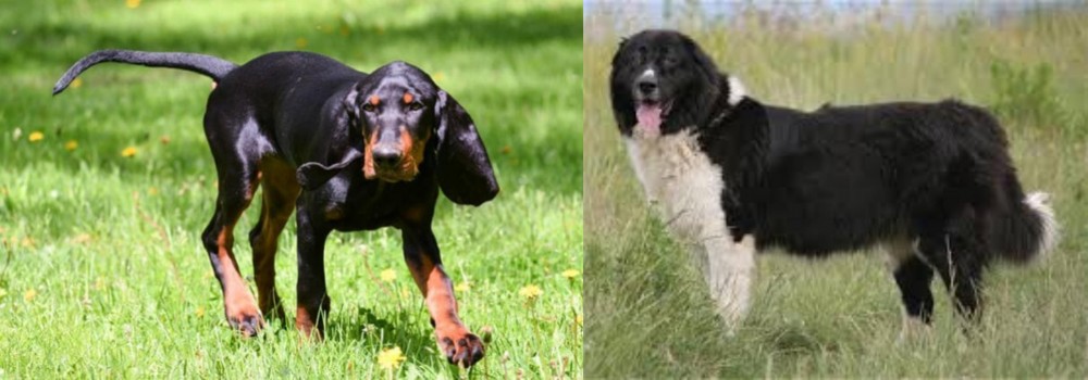 Bulgarian Shepherd vs Black and Tan Coonhound - Breed Comparison