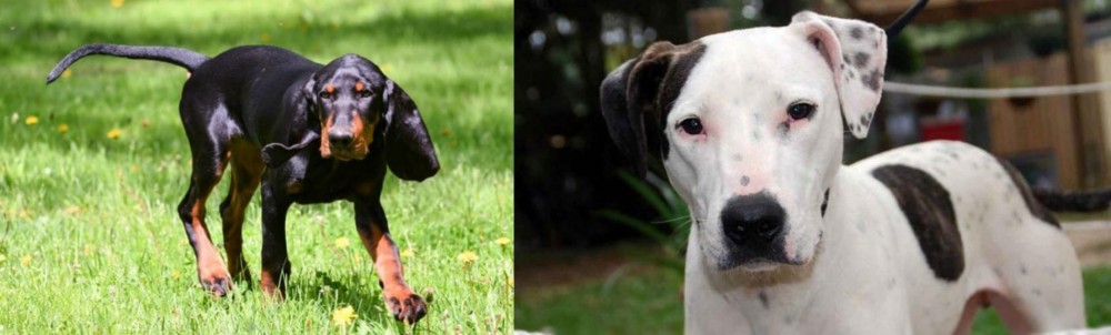 Bull Arab vs Black and Tan Coonhound - Breed Comparison