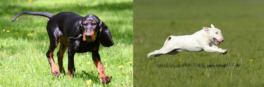 Bull Terrier vs Black and Tan Coonhound - Breed Comparison