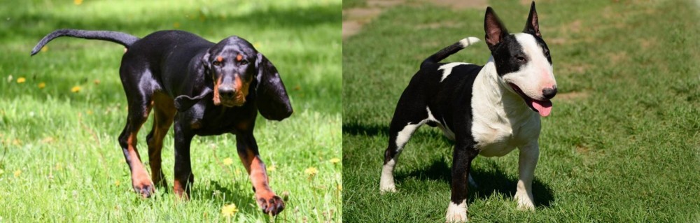 Bull Terrier Miniature vs Black and Tan Coonhound - Breed Comparison