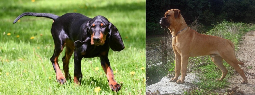 Bullmastiff vs Black and Tan Coonhound - Breed Comparison