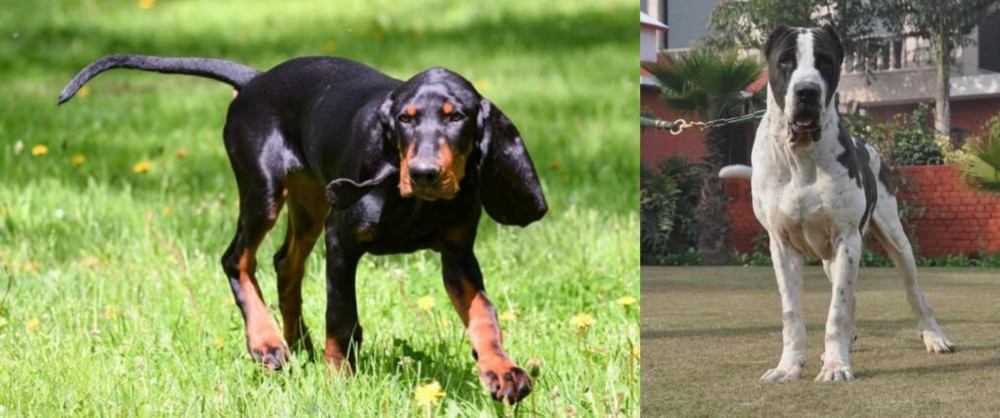Bully Kutta vs Black and Tan Coonhound - Breed Comparison