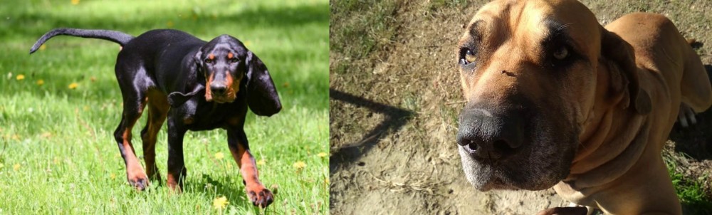 Cabecudo Boiadeiro vs Black and Tan Coonhound - Breed Comparison