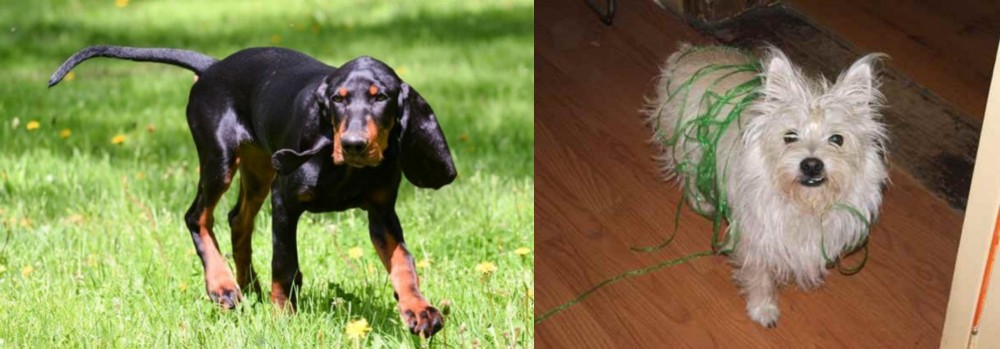 Cairland Terrier vs Black and Tan Coonhound - Breed Comparison
