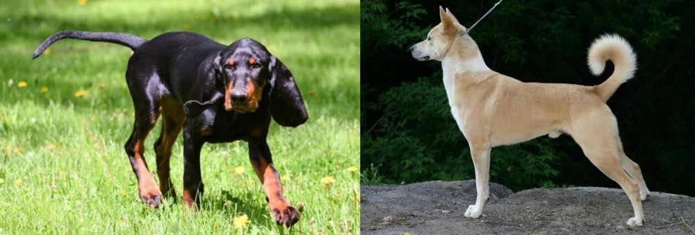 Canaan Dog vs Black and Tan Coonhound - Breed Comparison
