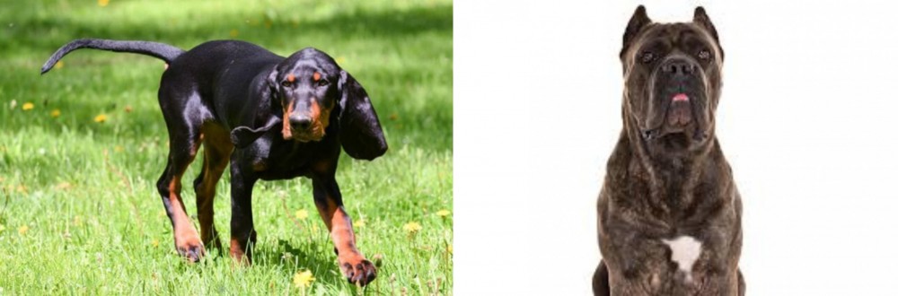 Cane Corso vs Black and Tan Coonhound - Breed Comparison
