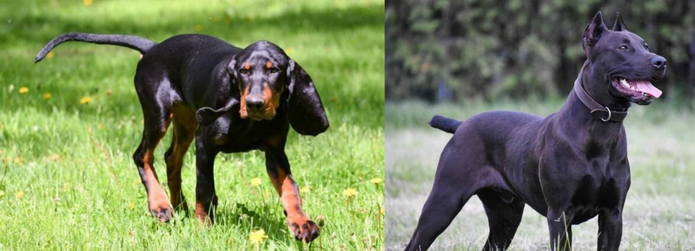 Canis Panther vs Black and Tan Coonhound - Breed Comparison