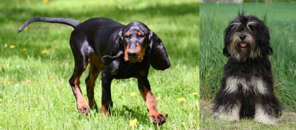 Cao da Serra de Aires vs Black and Tan Coonhound - Breed Comparison