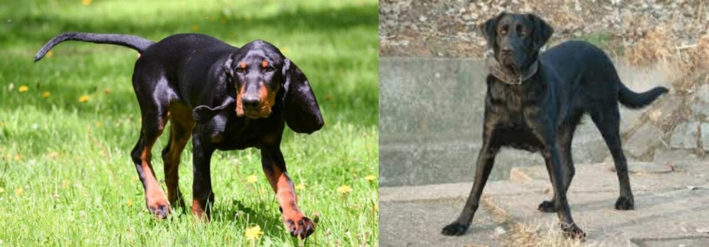 Cao de Castro Laboreiro vs Black and Tan Coonhound - Breed Comparison