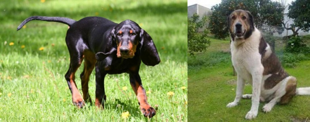 Cao de Gado Transmontano vs Black and Tan Coonhound - Breed Comparison