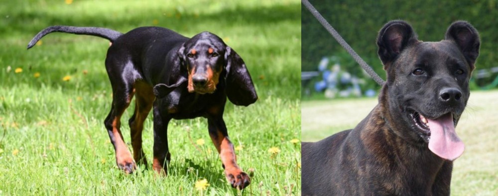 Cao Fila de Sao Miguel vs Black and Tan Coonhound - Breed Comparison