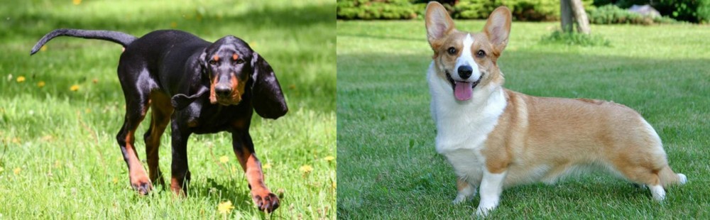 Cardigan Welsh Corgi vs Black and Tan Coonhound - Breed Comparison