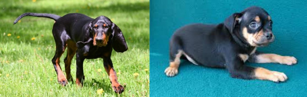 Carlin Pinscher vs Black and Tan Coonhound - Breed Comparison