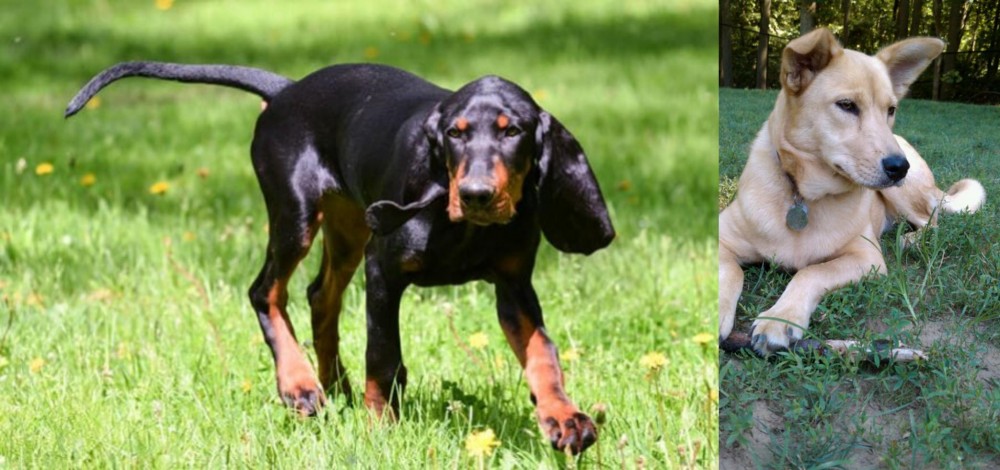 Carolina Dog vs Black and Tan Coonhound - Breed Comparison