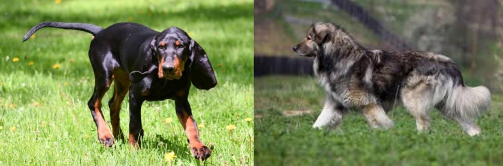 Carpatin vs Black and Tan Coonhound - Breed Comparison