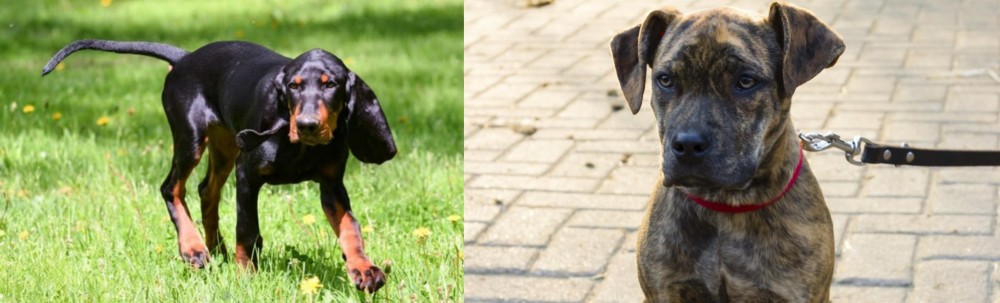 Catahoula Bulldog vs Black and Tan Coonhound - Breed Comparison
