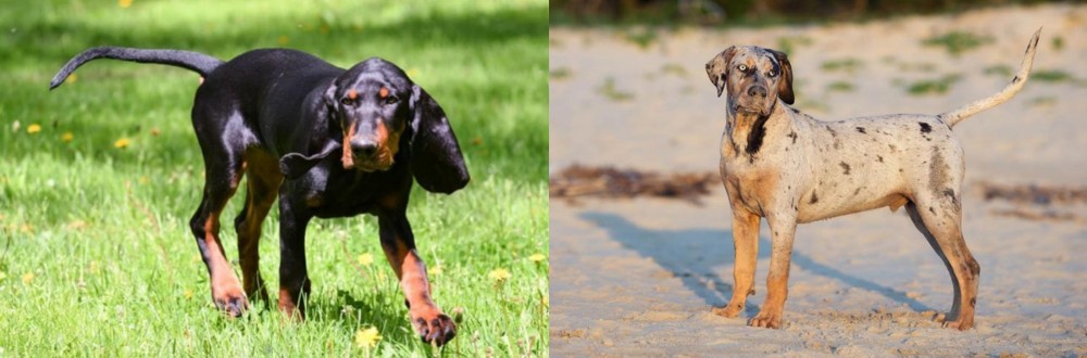 Catahoula Cur vs Black and Tan Coonhound - Breed Comparison