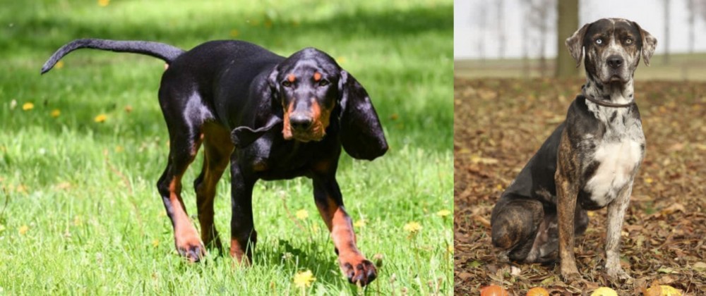 Catahoula Leopard vs Black and Tan Coonhound - Breed Comparison