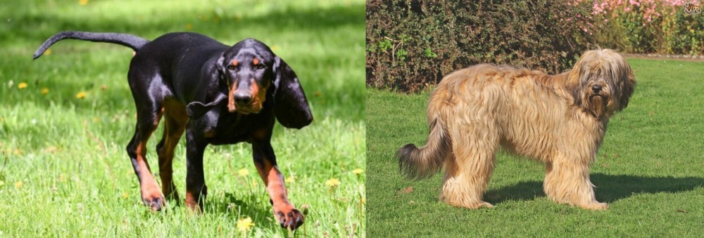 Catalan Sheepdog vs Black and Tan Coonhound - Breed Comparison