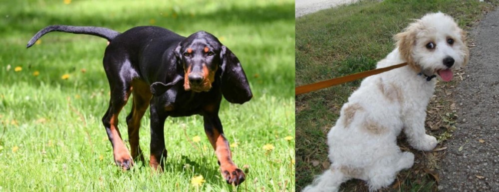 Cavachon vs Black and Tan Coonhound - Breed Comparison