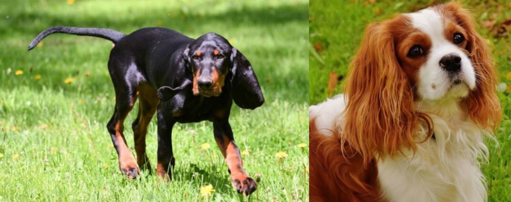 Cavalier King Charles Spaniel vs Black and Tan Coonhound - Breed Comparison