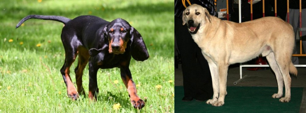 Central Anatolian Shepherd vs Black and Tan Coonhound - Breed Comparison
