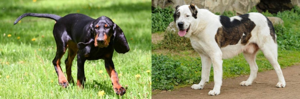 Central Asian Shepherd vs Black and Tan Coonhound - Breed Comparison