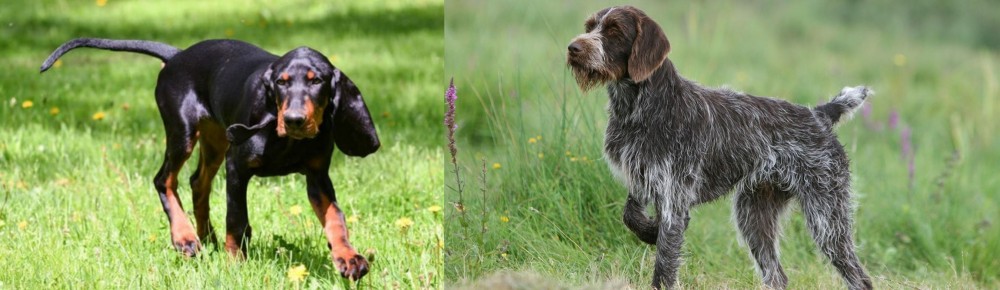 Cesky Fousek vs Black and Tan Coonhound - Breed Comparison