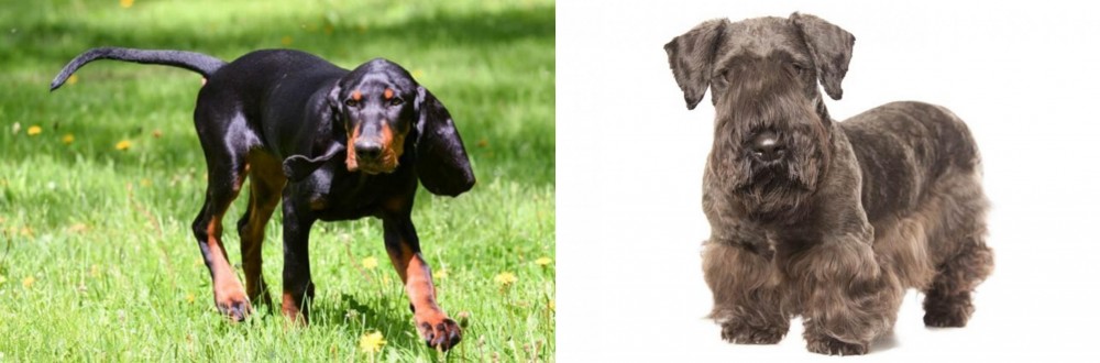 Cesky Terrier vs Black and Tan Coonhound - Breed Comparison