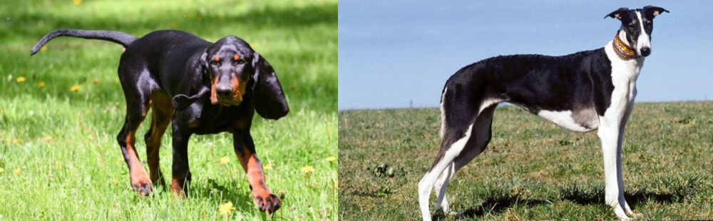 Chart Polski vs Black and Tan Coonhound - Breed Comparison