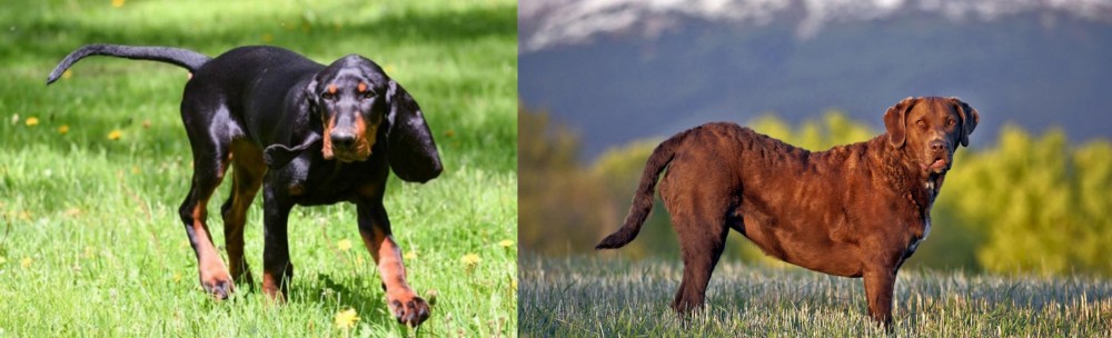 Chesapeake Bay Retriever vs Black and Tan Coonhound - Breed Comparison