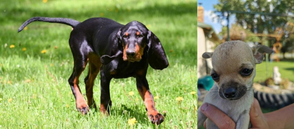 Chihuahua vs Black and Tan Coonhound - Breed Comparison