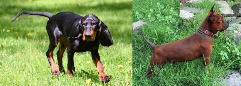 Chinese Chongqing Dog vs Black and Tan Coonhound - Breed Comparison