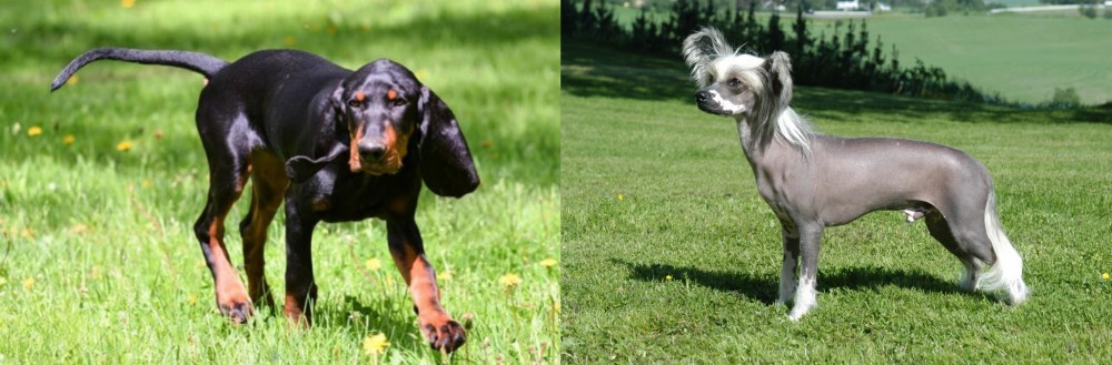Chinese Crested Dog vs Black and Tan Coonhound - Breed Comparison