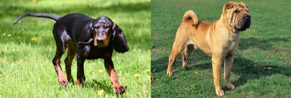 Chinese Shar Pei vs Black and Tan Coonhound - Breed Comparison