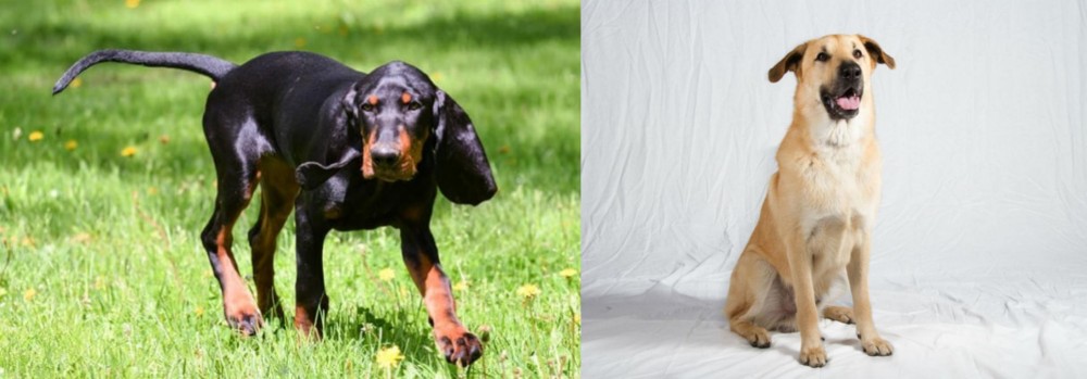 Chinook vs Black and Tan Coonhound - Breed Comparison