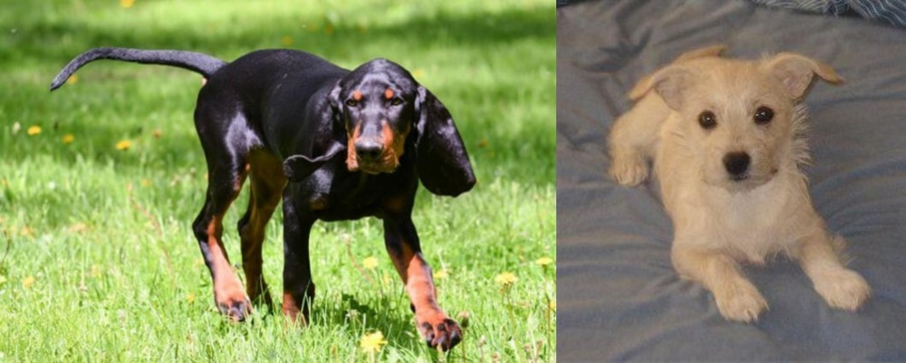Chipoo vs Black and Tan Coonhound - Breed Comparison