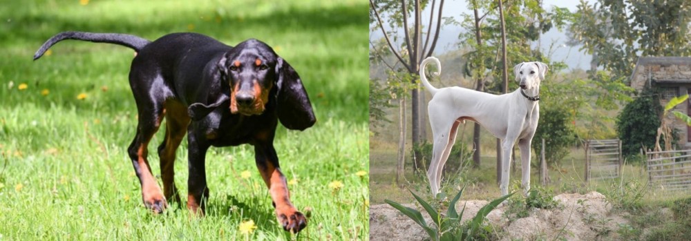 Chippiparai vs Black and Tan Coonhound - Breed Comparison