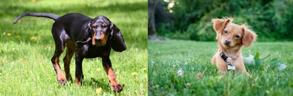 Chiweenie vs Black and Tan Coonhound - Breed Comparison