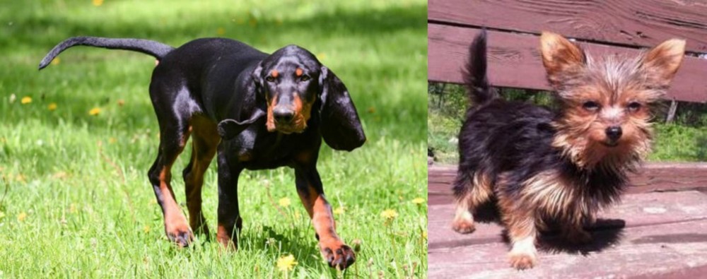 Chorkie vs Black and Tan Coonhound - Breed Comparison